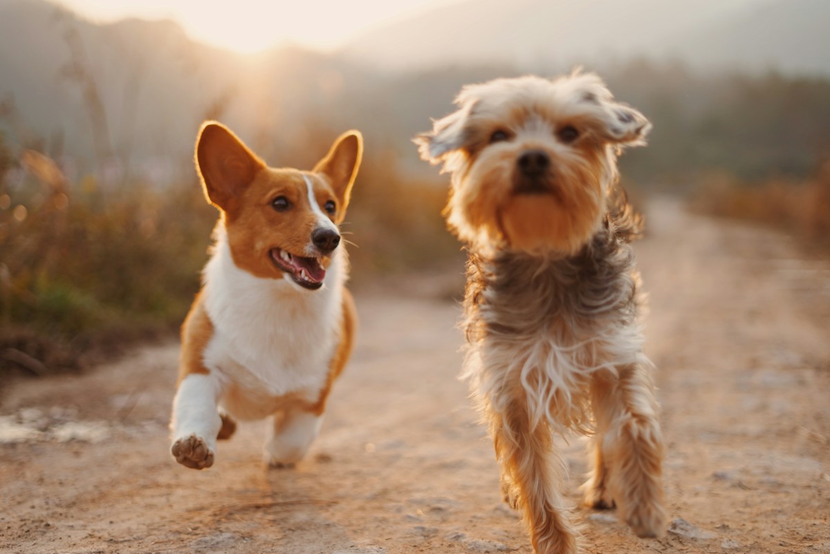 Zwei Hunde beim gemeinsamen Ausflug